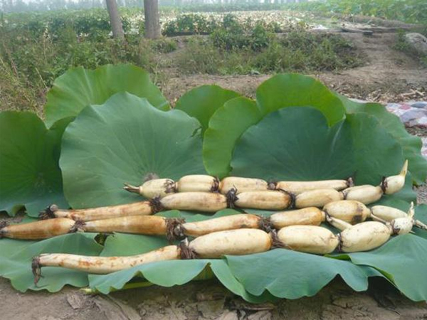 東莞膳食公司為您介紹蓮藕的益處